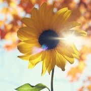 我很难过，可是骄傲不让我说