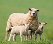 刘锦华《彩色的羊》朗诵：杨晨