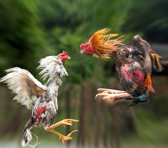 蒋世平《钓鸡高手》诵读：思哲